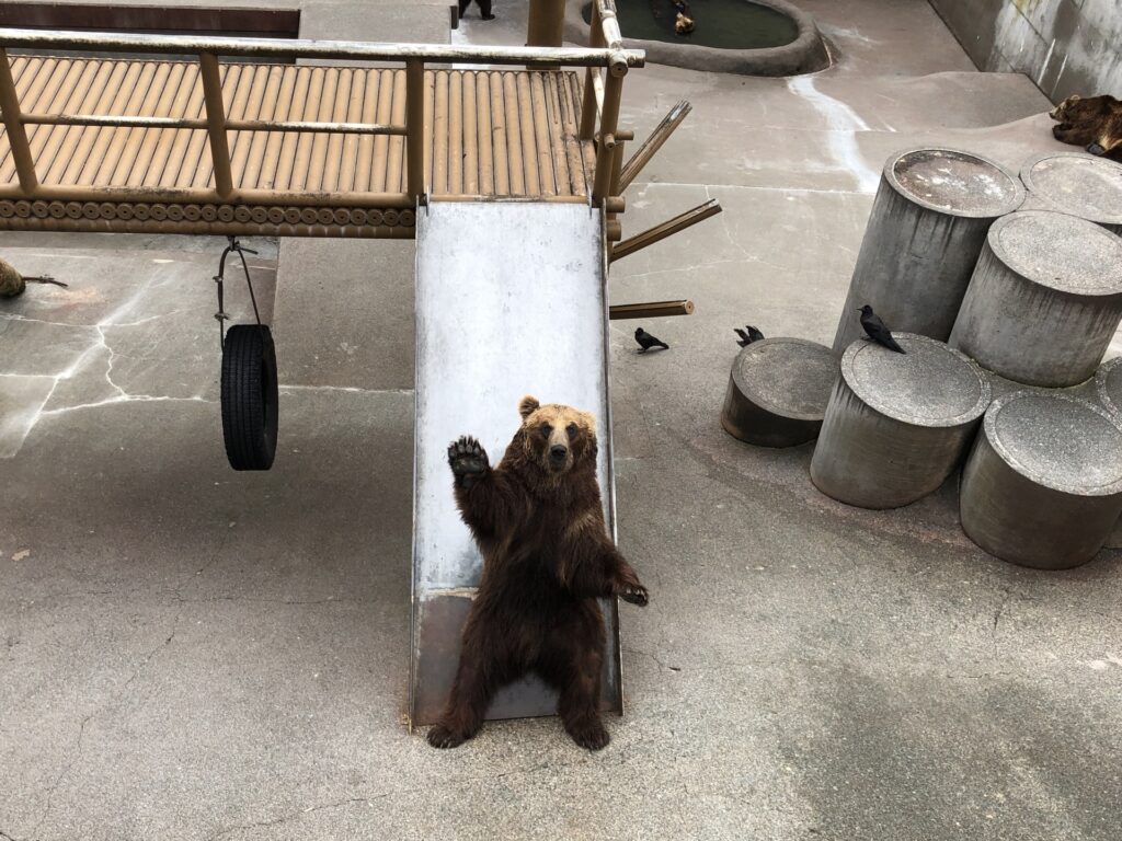 のぼりべつクマ牧場